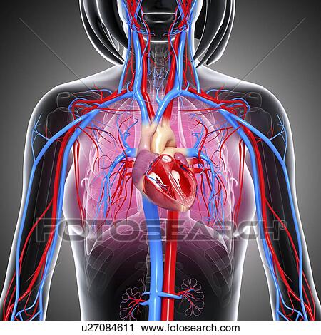 Female cardiovascular system, artwork View Large Illustration Clip Art - Female cardiovascular system, artwork. Fotosearch