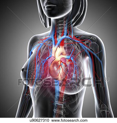 Female cardiovascular system, artwork View Large Illustration Clipart - Female cardiovascular system, artwork. Fotosearch