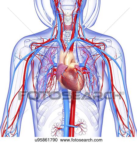 Female cardiovascular system, artwork View Large Illustration Clipart - Female cardiovascular system, artwork. Fotosearch