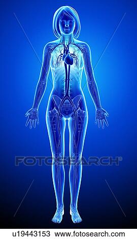 Drawing - Female cardiovascular system, artwork. Fotosearch