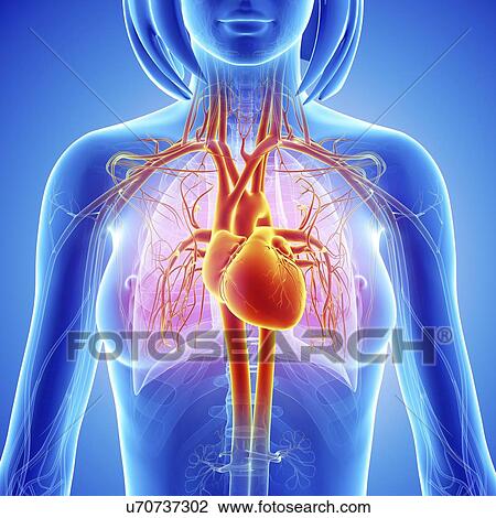 Drawing - Female cardiovascular system, artwork. Fotosearch