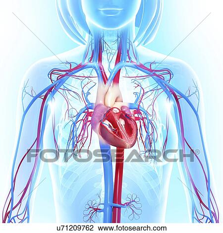 Drawing - Female cardiovascular system, artwork. Fotosearch