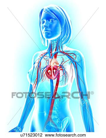 Female cardiovascular system, artwork View Large Illustration Drawing - Female cardiovascular system, artwork. Fotosearch
