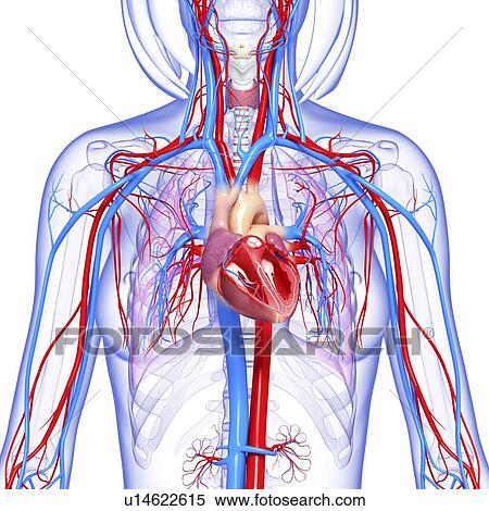 Stock Illustration - Female cardiovascular system, artwork. Fotosearch