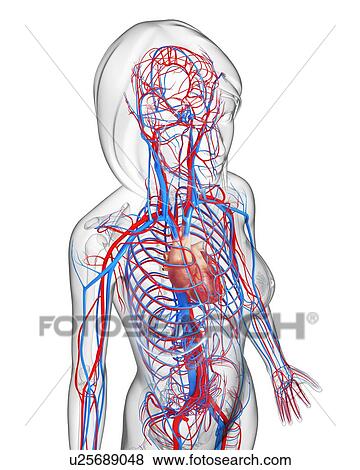 Female cardiovascular system, artwork View Large Illustration Stock Illustration - Female cardiovascular system, artwork. Fotosearch