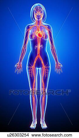 Stock Illustration - Female cardiovascular system, artwork. Fotosearch