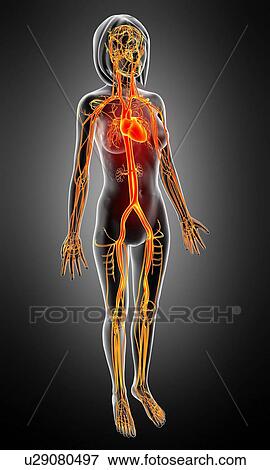 Female cardiovascular system, artwork View Large Illustration Stock Illustration - Female cardiovascular system, artwork. Fotosearch