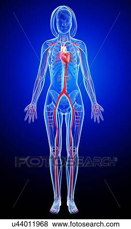 Stock Illustration - Female cardiovascular system, artwork. Fotosearch