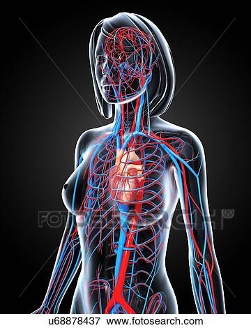 Female cardiovascular system, artwork View Large Illustration Stock Illustration - Female cardiovascular system, artwork. Fotosearch