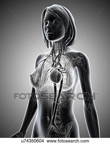 Female cardiovascular system, artwork View Large Illustration Stock Illustration - Female cardiovascular system, artwork. Fotosearch