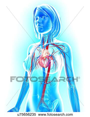 Female cardiovascular system, artwork View Large Illustration Stock Illustration - Female cardiovascular system, artwork. Fotosearch