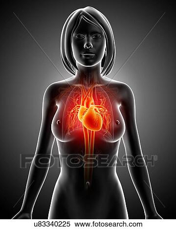 Female cardiovascular system, artwork View Large Illustration Stock Illustration - Female cardiovascular system, artwork. Fotosearch
