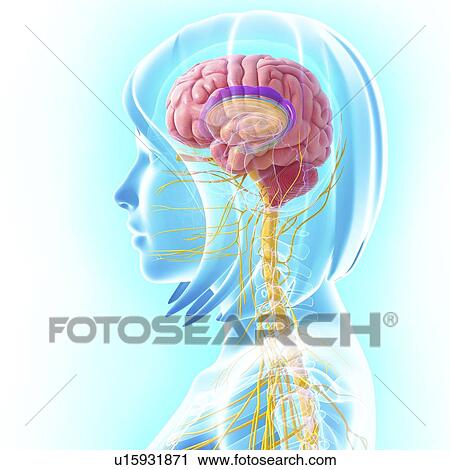 Female central nervous system, artwork View Large Illustration Clip Art - Female central nervous system, artwork. Fotosearch