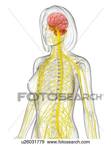 Female central nervous system, artwork View Large Illustration Stock Illustration - Female central nervous system, artwork. Fotosearch