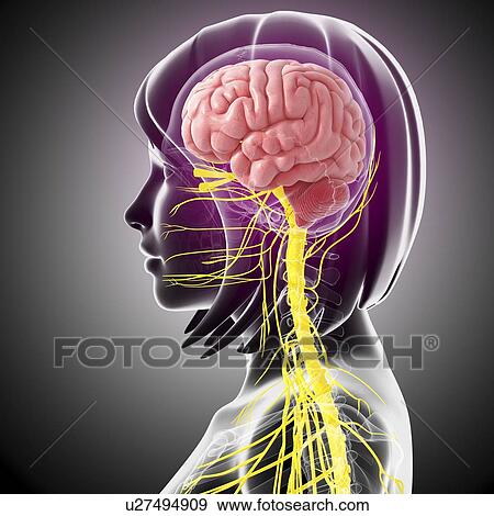 Female central nervous system, artwork View Large Illustration Stock Illustration - Female central nervous system, artwork. Fotosearch