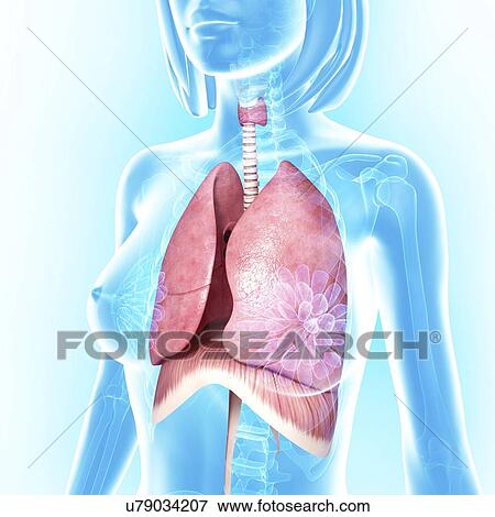 Stock Illustration - Female chest anatomy, artwork. Fotosearch