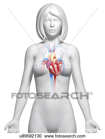 Female heart, artwork View Large Illustration Clipart - Female heart, artwork. Fotosearch