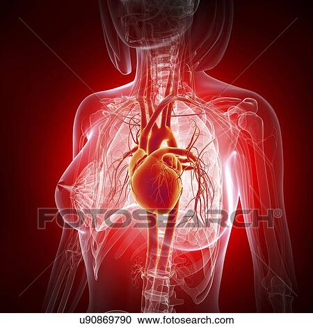 Clipart - Female heart, artwork. Fotosearch