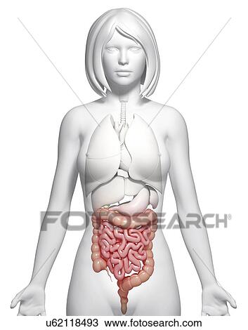 Drawing - Female intestines, artwork. Fotosearch