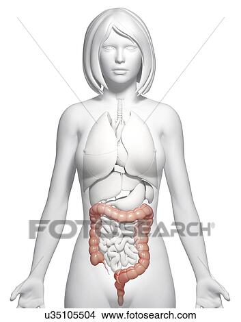 Stock Illustration - Female large intestine, artwork. Fotosearch