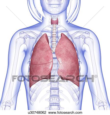 Female lungs, artwork View Large Illustration Drawing - Female lungs, artwork. Fotosearch