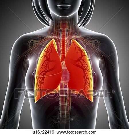 Female lungs, artwork View Large Illustration Stock Illustration - Female lungs, artwork. Fotosearch