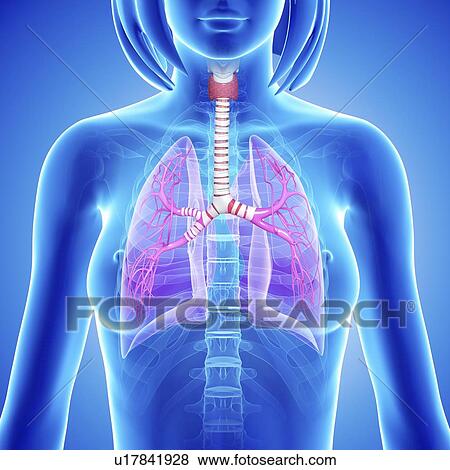 Stock Illustration - Female lungs, artwork. Fotosearch