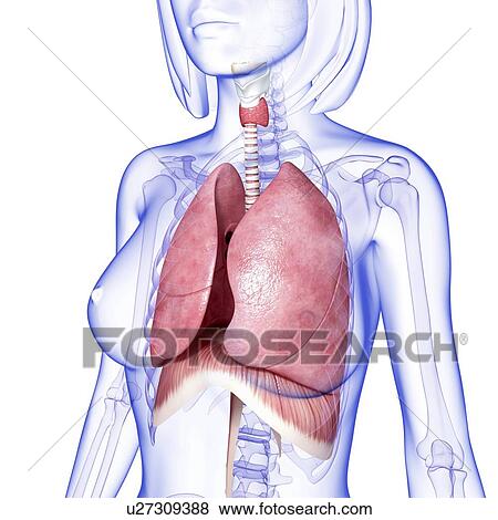 Female lungs, artwork View Large Illustration Stock Illustration - Female lungs, artwork. Fotosearch