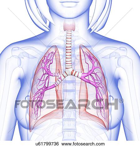 Female lungs, artwork View Large Illustration Stock Illustration - Female lungs, artwork. Fotosearch