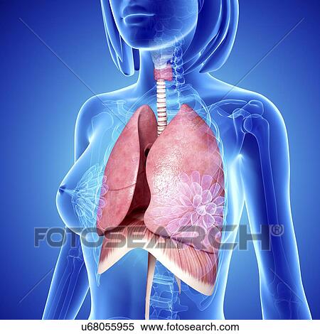 Female lungs, artwork View Large Illustration Stock Illustration - Female lungs, artwork. Fotosearch