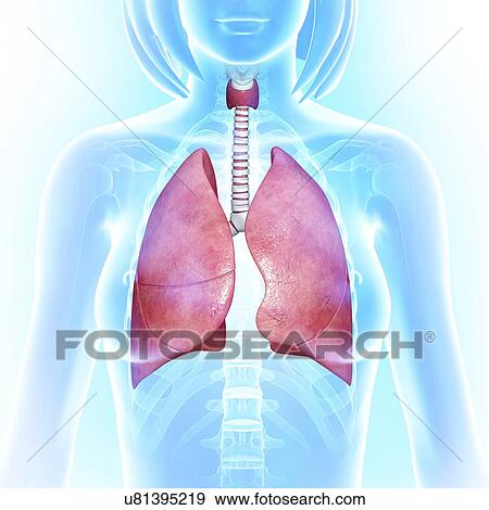 Stock Illustration - Female lungs, artwork. Fotosearch