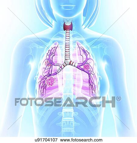 Stock Illustration - Female lungs, artwork. Fotosearch