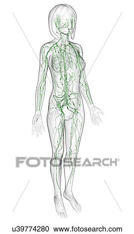Female lymphatic system, artwork View Large Illustration Clipart - Female lymphatic system, artwork. Fotosearch