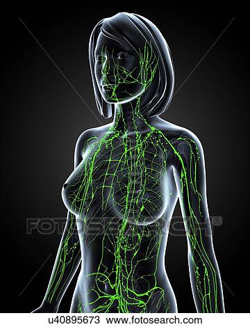 Drawing - Female lymphatic system, artwork. Fotosearch