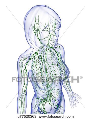 Female lymphatic system, artwork View Large Illustration Drawing - Female lymphatic system, artwork. Fotosearch
