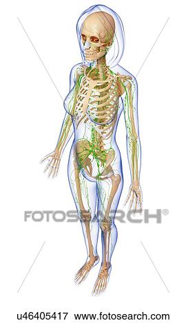Female lymphatic system, artwork View Large Illustration Stock Illustration - Female lymphatic system, artwork. Fotosearch