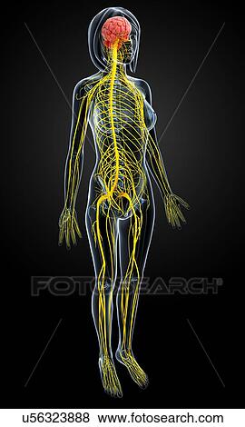 Female nervous system, artwork View Large Illustration Stock Illustration - Female nervous system, artwork. Fotosearch