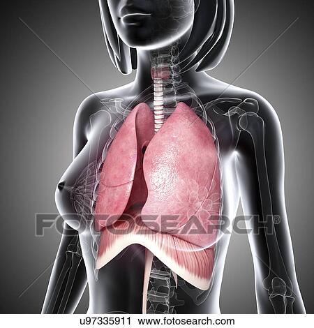 Clip Art - Female respiratory system, artwork. Fotosearch