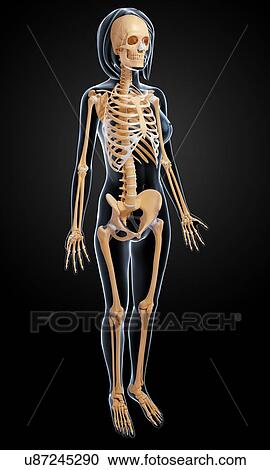 Clipart - Female skeleton, artwork. Fotosearch