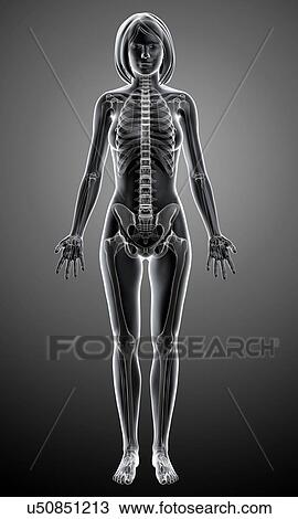 Female skeleton, artwork View Large Illustration Drawing - Female skeleton, artwork. Fotosearch