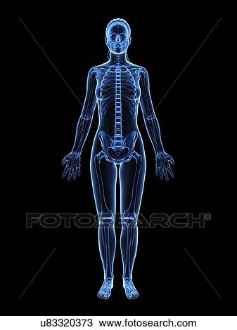 Drawing - Female skeleton, artwork. Fotosearch