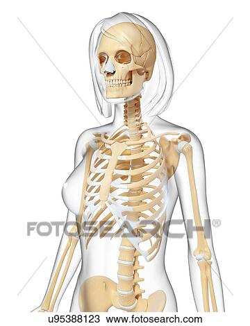 Drawing - Female skeleton, artwork. Fotosearch