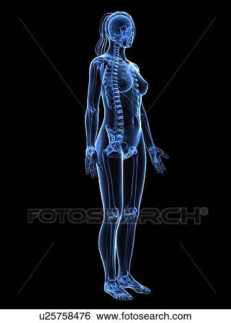 Stock Illustration - Female skeleton, artwork. Fotosearch