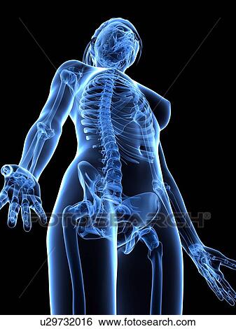 Female skeleton, artwork View Large Illustration Stock Illustration - Female skeleton, artwork. Fotosearch