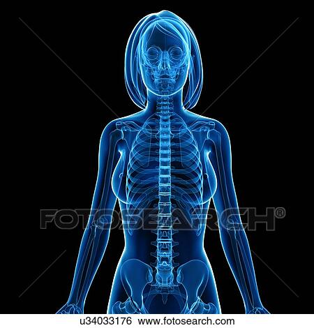 Stock Illustration - Female skeleton, artwork. Fotosearch