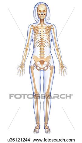 Female skeleton, artwork View Large Illustration Stock Illustration - Female skeleton, artwork. Fotosearch