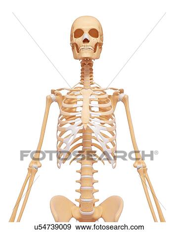Stock Illustration - Female skeleton, artwork. Fotosearch