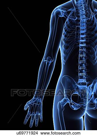 Stock Illustration - Female skeleton, artwork. Fotosearch