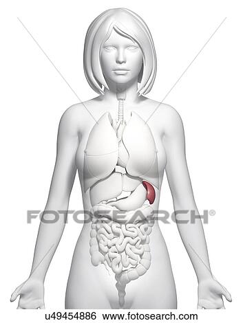 Female spleen, artwork View Large Illustration Stock Illustration - Female spleen, artwork. Fotosearch