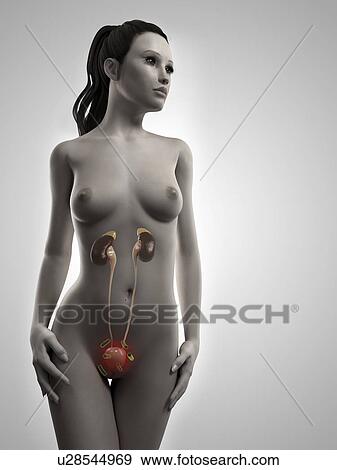 Stock Illustration - Female urinary tract infection, artwork. Fotosearch
